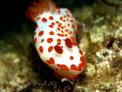 Dive in Perhentian by Paul Ng 